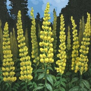 Meet your Posher, Celeste